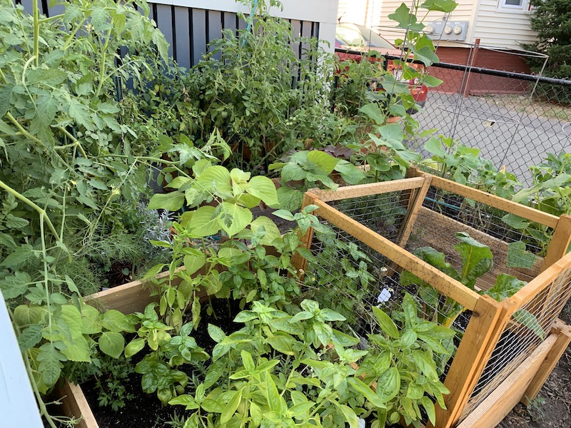 Garden 2019